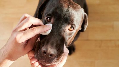 L’œil de votre chien est fermé et rouge : les soins à lui apporter avant d’aller chez un vétérinaire