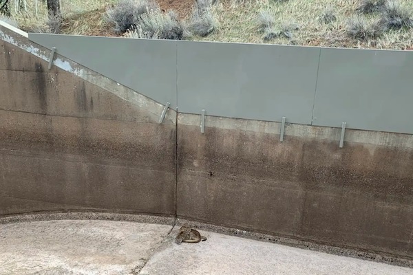 L’opérateur d’un barrage arrête tout quand il découvre des animaux dans le canal de déversement