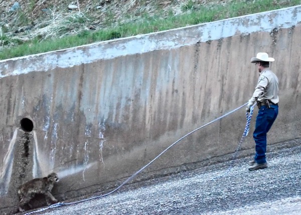 L’opérateur d’un barrage arrête tout quand il découvre des animaux dans le canal de déversement