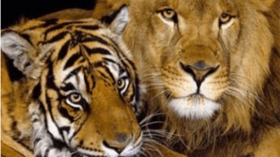 Naissance inédite en Russie d’un ligre, né de l’union d’une tigresse et d’un lion