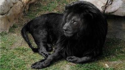 Observez l'extraordinaire Lion Noir, le félin le plus unique au monde