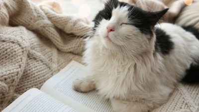 Pourquoi les chats ronronnent-ils ? La science a une réponse