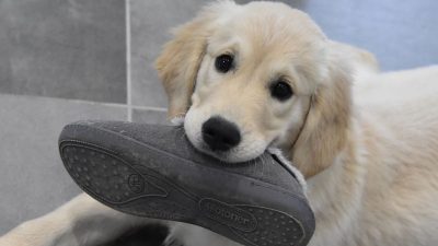 Pourquoi les chiens mordent-ils nos chaussures et nos chaussettes ? Voici la réponse