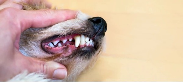 Santé dentaire des chiens : 6 conséquences mortelles du tartre chez votre animal
