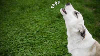 Saviez-vous que les chiens ne hurlent pas seulement de tristesse: 7 significations derrière ce son