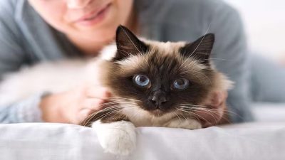Top 10 des races de chats les plus belles, selon cette étude