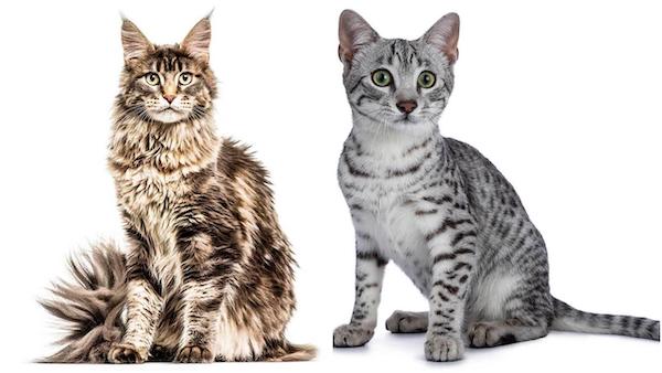 Top 10 des races de chats les plus belles, selon cette étude