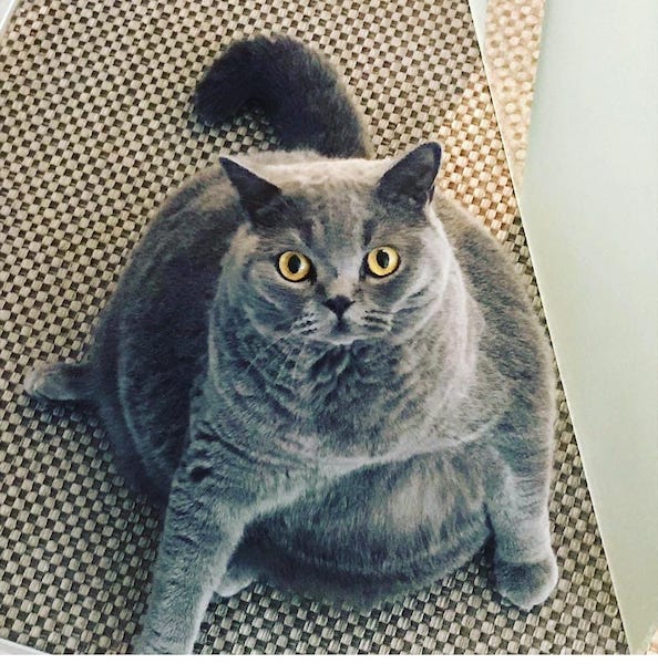 Tout le monde croit que ce chat est obèse : quand ils regardent la radio, ils restent sans voix