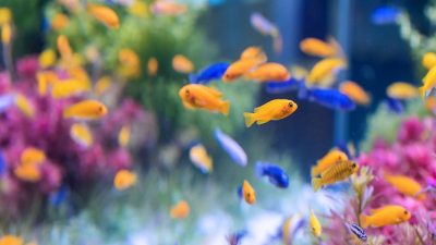 Tout savoir sur l’alimentation des poissons dans un aquarium
