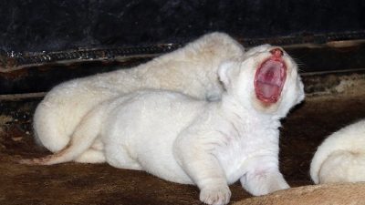 Un bonheur adorable : le zoo de Tbilissi accueille un trio de lionceaux blancs