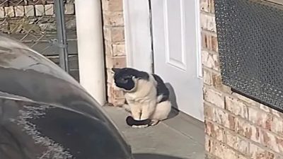 Un chat errant attend devant une porte d’entrée, son destin va basculer