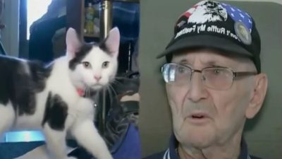 Un homme de 84 ans chute dans sa salle de bain, un chat lui sauve la vie après 16h d'attente