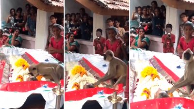Un singe fait ses adieux à son gardien et embrasse son cercueil, une scène bouleversante