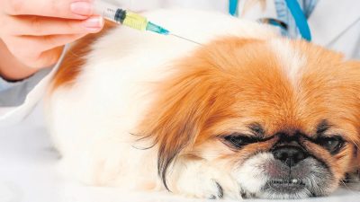 Un vétérinaire explique ce que ressentent les chiens juste avant de mourir, c’est déchirant