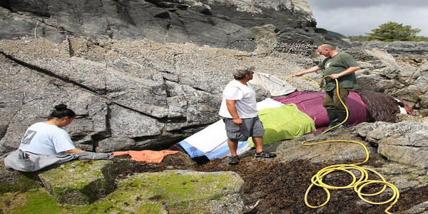 Un mammifère marin piégé dans les rochers hurle de désespoir pour qu’on lui vienne en aide