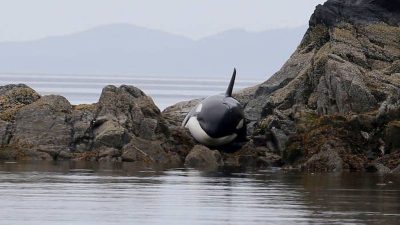 Une orque piégée dans les rochers hurle de désespoir pour qu’on lui vienne en aide