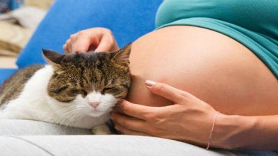 Voici comment les chats se comportent lorsqu'une femme est enceinte