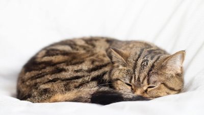 Votre chat dort énormément : les raisons enfin expliquées