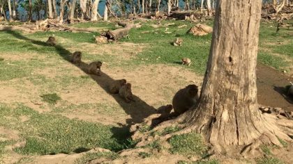Après un ouragan qui a tout détruit, les singes se partagent l’ombre des arbres