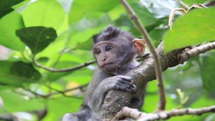 Cet adorable petit singe adore les canards, cette amitié improbable