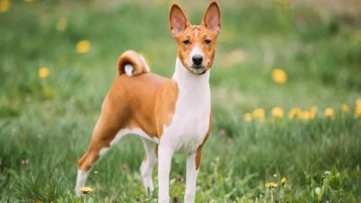 Cette race de chiens est idéale, elle n’aboie pas et ne tombe pas malade selon les experts
