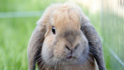 Je suis vétérinaire et voici les 8 choses que je ne ferais jamais si j'avais un lapin à la maison