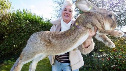 Le lapin qui a remporté le record du monde Guinness pour être le plus grand au monde a été volé