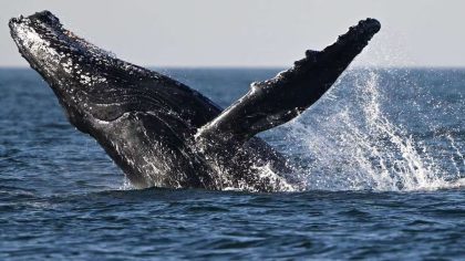 Une baleine à bosse se met à "danser" face aux touristes sur un bateau, une scène éblouissante