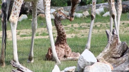 Une girafe qui appartient à l’espèce la plus menacée est née au zoo de Berlin
