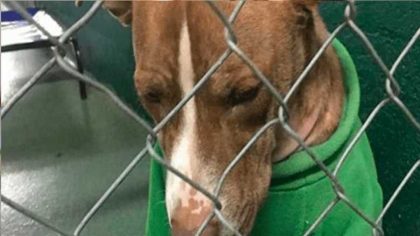 Ce chien que personne ne veut adopter au refuge voit son destin basculer pour toujours