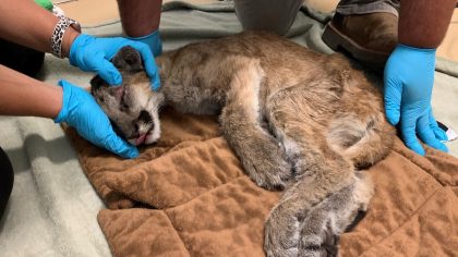 Ce jeune puma en très mauvais état de santé et livré à lui-même voit son destin basculer