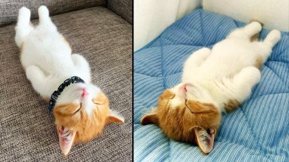 Cette chatte dort dans une position si étrange qu'elle devient célèbre sur la Toile