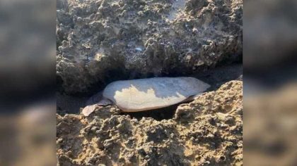 Ils voient une chose inhabituelle sur le rivage et découvrent une tortue géante piégée dans les rochers