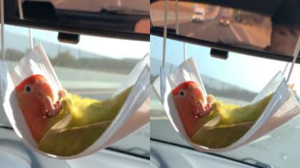 Ils voyagent en voiture avec leur perroquet, son attitude est inédite et hilarante