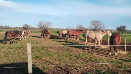 L’histoire incroyable de ces chevaux sauvés de la maltraitance qui attendent d’être adoptés
