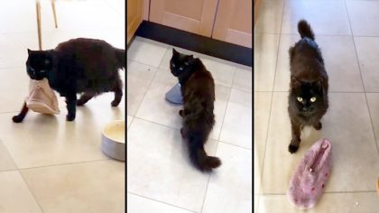 Une chatte âgée victime de démence saisit une pantoufle en croyant qu’il s’agit de son chaton