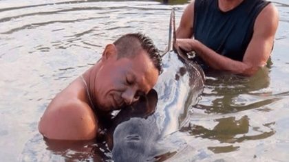 Une jeune baleine hurle à l’aide en pleine mer, des surfeurs interviennent