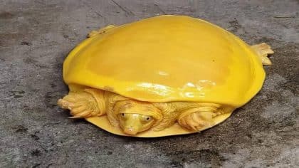 Une rare tortue à carapace dorée a laissé tout le monde stupéfait