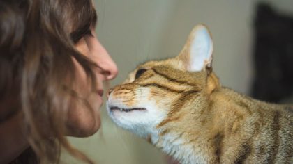 Pourquoi mon chat sent-il mon visage ?