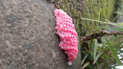Attention si vous voyez ces petits œufs roses sur un mur, vous devriez vite savoir de quoi il s’agit