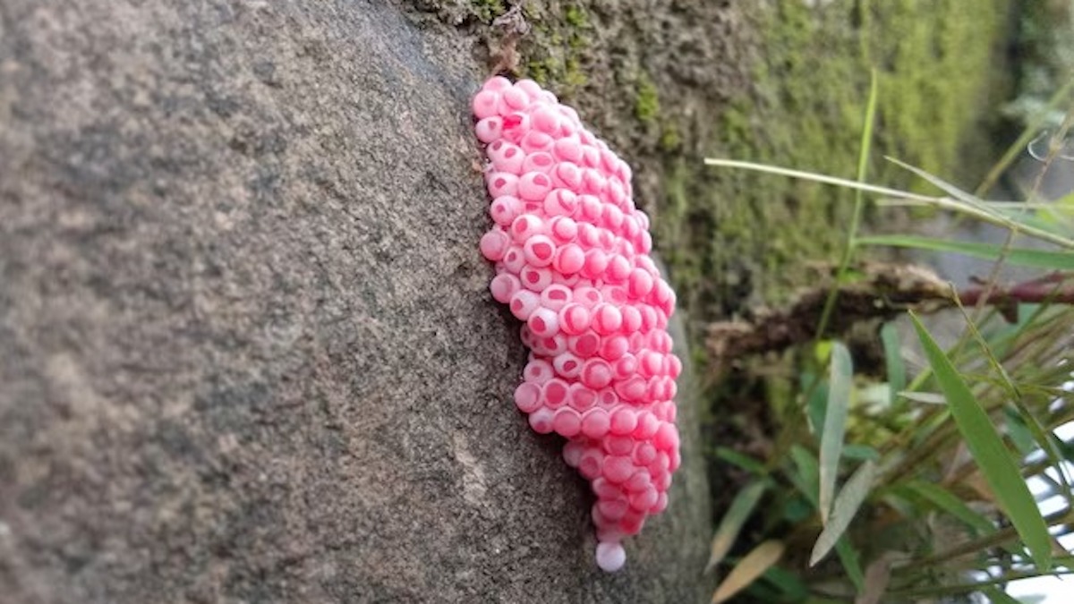 Attention si vous voyez ces petits œufs roses sur un mur, vous devriez vite savoir de quoi il s’agit