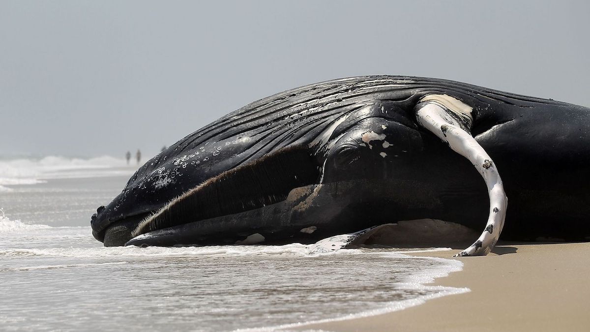 Des découvertes étonnantes dans l'estomac de cette baleine cachalot qui ont fasciné le monde entier
