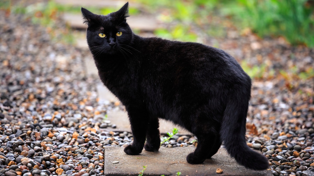 Qu'a prédit Nostradamus qui a des chats dans la maison ?