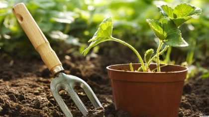 6 astuces de jardinage qui rendront vos voisins heureux