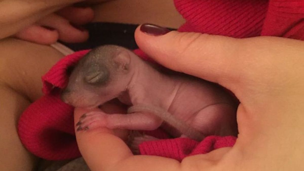 Elle trouve un minuscule bébé écureuil rose sur le sol, sa vie bascule