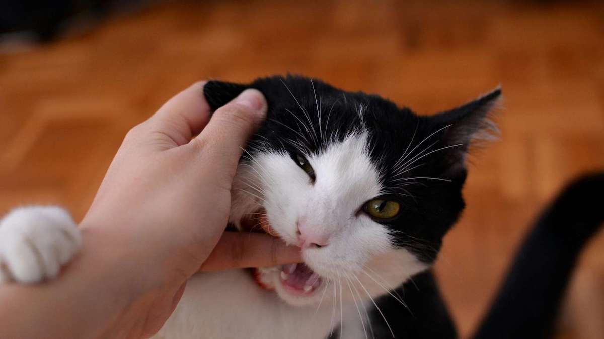 Pourquoi votre chat vous mord-il ? Explorez les secrets derrière ses morsures