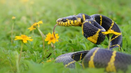 10 plantes dans votre jardin qui peuvent attirer les serpents