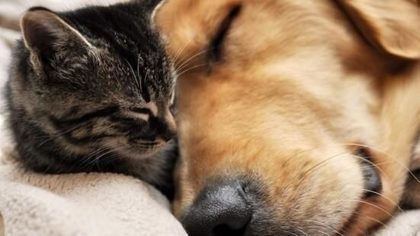 11 signes indiquant que votre animal de compagnie est en fin de vie