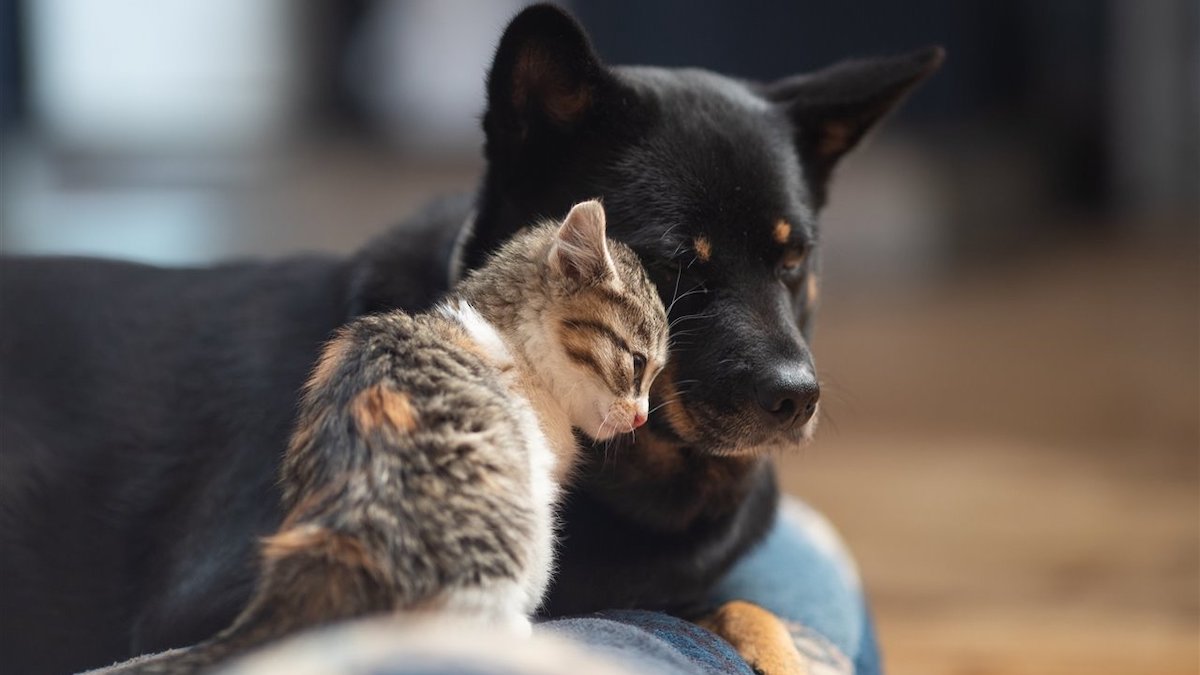 11 signes indiquant que votre animal de compagnie est en fin de vie