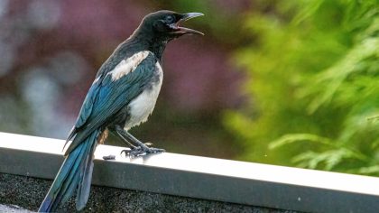 Une pie bavarde à la maison : quelle est la signification spirituelle de cette rencontre surprenante ?